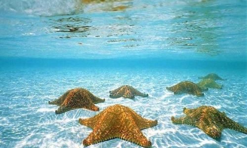 isla-saona-tour-privado-playa-natural-palmilla